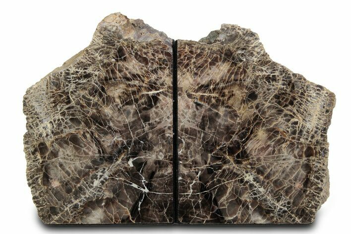 Tall Petrified Wood Bookends - Deschutes River, Oregon #382142